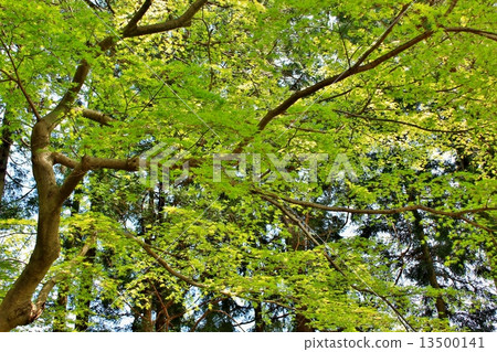 新鮮的綠楓 13500141