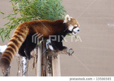 小熊貓 13500385