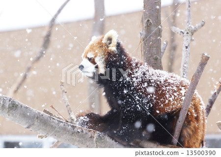 Lesser panda Lesser panda 13500390
