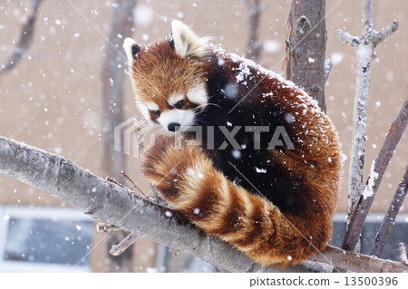 Lesser panda Lesser panda 13500396