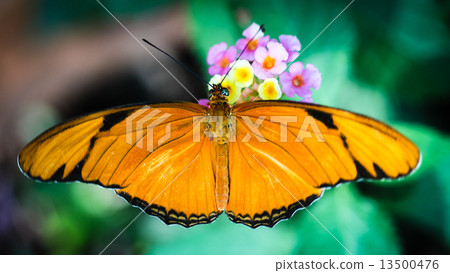 Julia Heliconian Dryas Julia 13500476