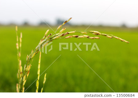 Disease threat to rice crop Disease threat to rice crop 13500684