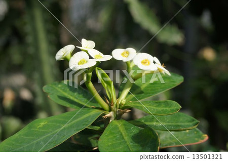 Hanakilin Hanakilin 13501321