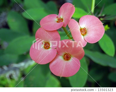 Hanakilin 13501323