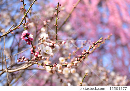 plum plum 13501377