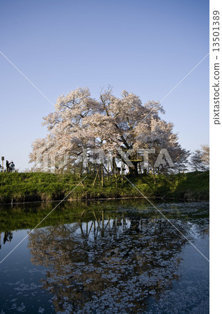 One cherry tree of Asai 13501389