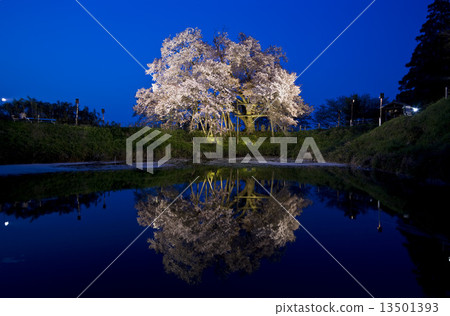 One cherry tree of Asai (night view) 13501393