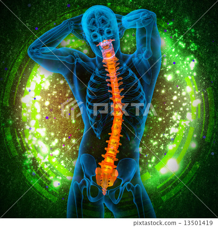 3d render medical illustration of the human spine 3d render medical illustration of the human spine 13501419