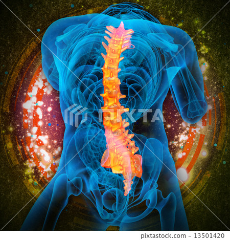 3d render medical illustration of the human spine 3d render medical illustration of the human spine 13501420