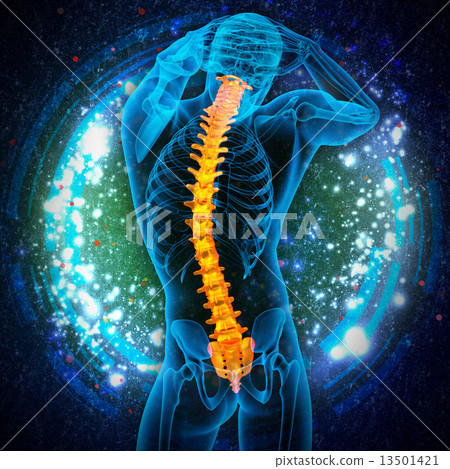 3d render medical illustration of the human spine 3d render medical illustration of the human spine 13501421