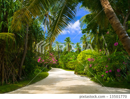 Pathway in tropical park Pathway in tropical park 13501770
