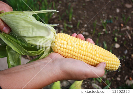 圖庫照片: corn ear