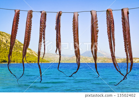 Octopus hanging to dry 13502402
