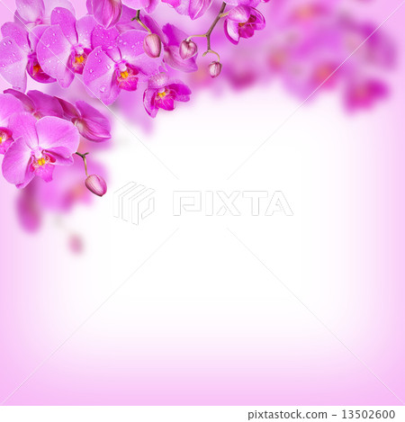 Orchid on White 13502600