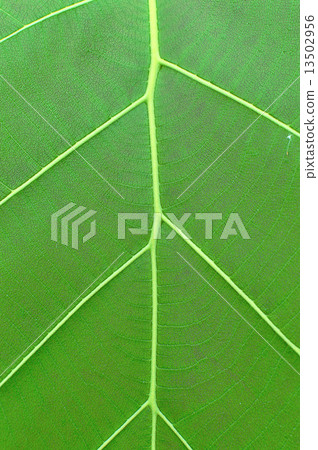 Leaf pattern texture of teak. 13502956