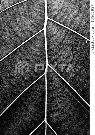 texture leafe absturce black and white more noise 13502957