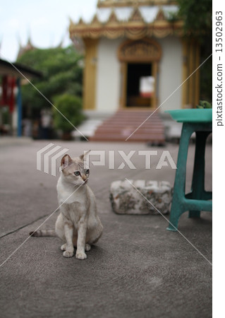 Pattaya's Cat 02 13502963