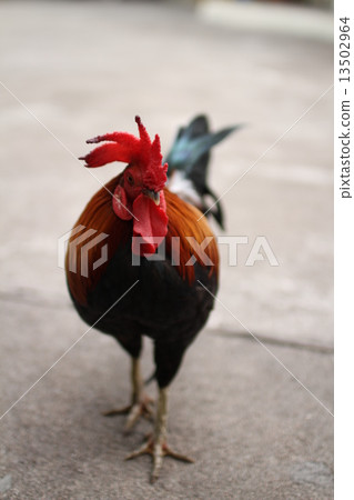 Pattaya's chicken 13502964