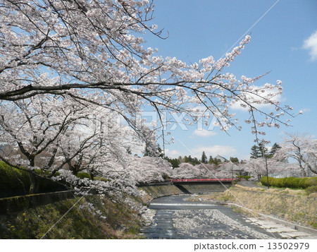Cherry blossoms along the river Cherry blossoms along the river 13502979
