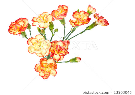 Group of Carnation, Dianthus caruyophyllus Group of Carnation, Dianthus caruyophyllus 13503045