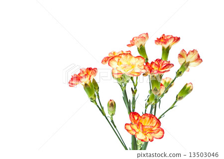Group of Carnation, Dianthus caruyophyllus 13503046