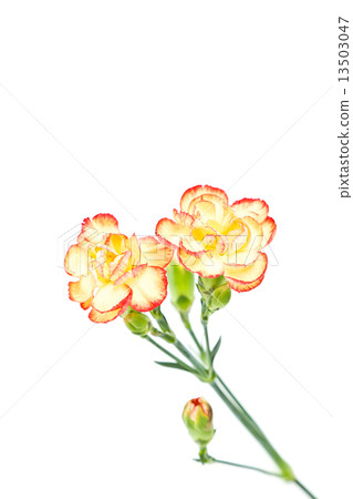 Group of Carnation, Dianthus caruyophyllus 13503047