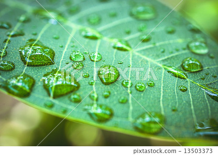 Rain drops on green leaf. Macro shoot Rain drops on green leaf. Macro shoot 13503373