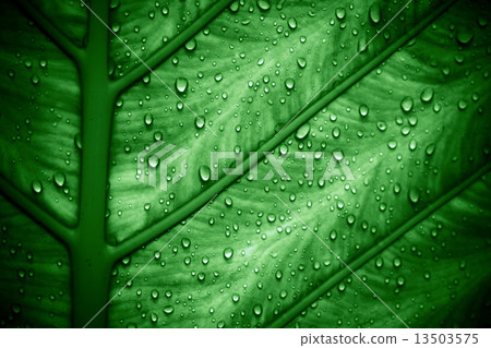 Rain drops on green leaf. Macro shoot 13503575