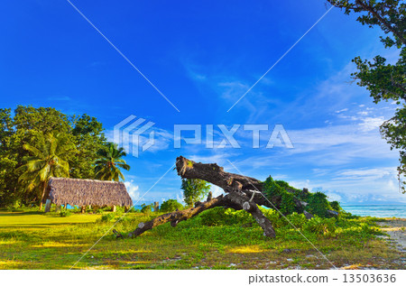 Canopy and tree at tropical beach 13503636