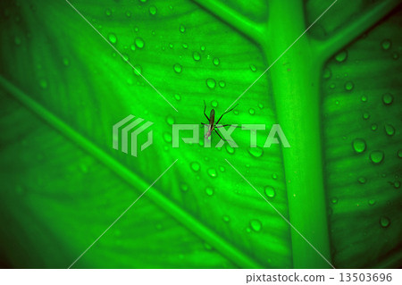 Close up of mosquito sitting on the wet leaf with drops after rain. Macro Close up of mosquito sitting on the wet leaf with drops after rain. Macro 13503696