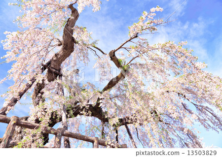 Cherry blossoms in Hirosaki castle 13503829