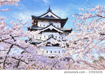 Cherry blossoms in Hirosaki castle Cherry blossoms in Hirosaki castle 13503830