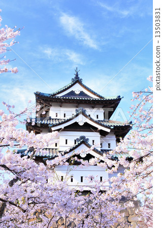 Cherry blossoms in Hirosaki castle Cherry blossoms in Hirosaki castle 13503831
