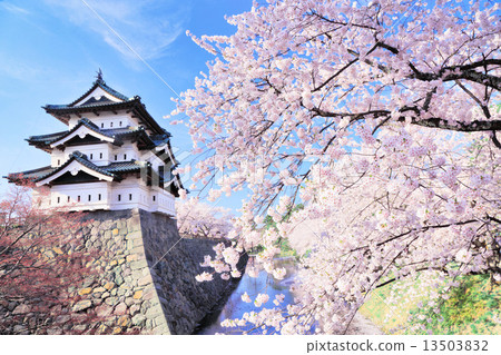 在弘前城堡的櫻花 13503832