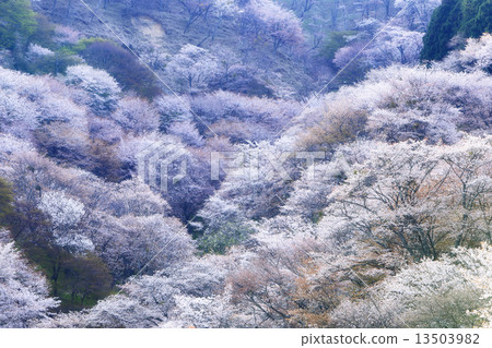 吉野山櫻桃樹 13503982