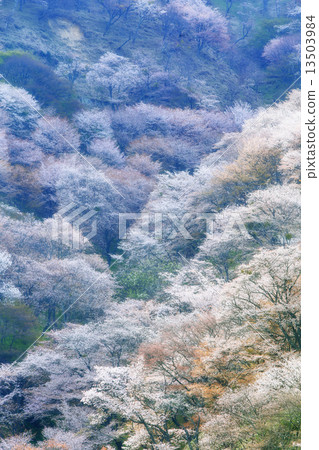 吉野山櫻桃樹 13503984