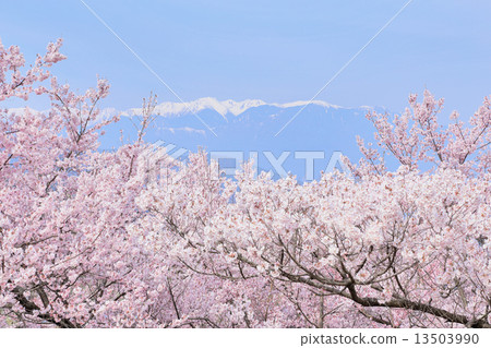 高藤城跡公園的櫻花 13503990