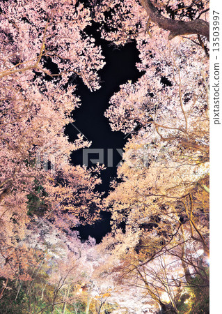 高藤城跡公園的櫻花 13503997