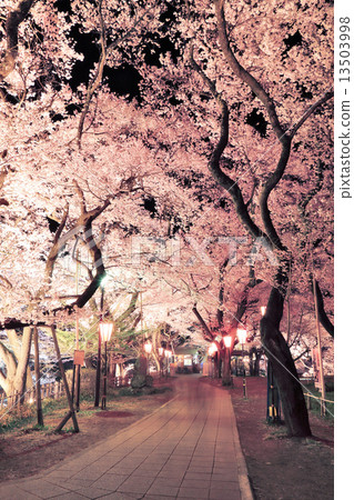 高藤城跡公園的櫻花 13503998