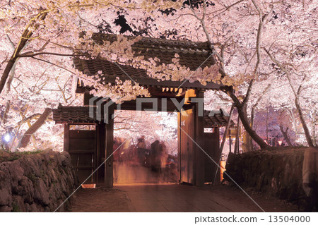 Cherry blossoms in Takato Castle Ruins Park 13504000