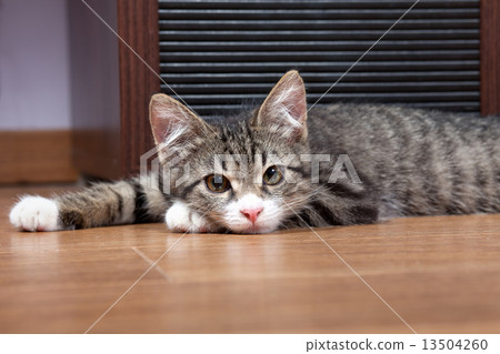 Sleepy kitten Sleepy kitten 13504260