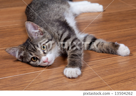 Sleepy kitten Sleepy kitten 13504262