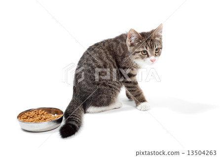 Kitten eats a dry feed Kitten eats a dry feed 13504263