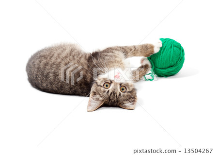 Cute young cat Cute young cat 13504267