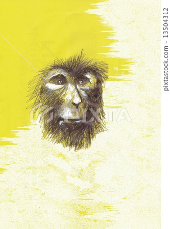 A monkey A monkey 13504312