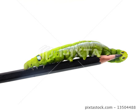 Green caterpillar on wooden pencil. Green caterpillar on wooden pencil. 13504488