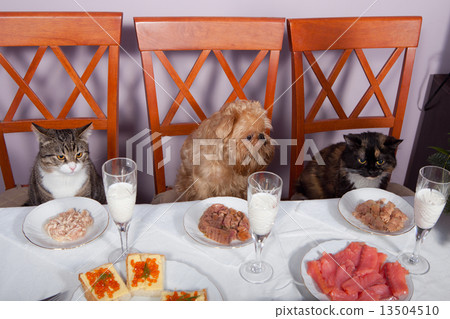 Feast for the animals 13504510