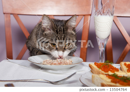 Restaurant  for cat 13504764