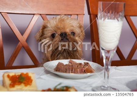 Restaurant for dog Restaurant for dog 13504765