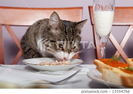 Restaurant  for cat 13504766